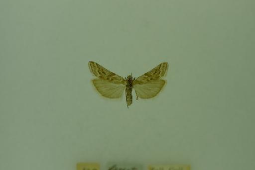 Ancylosis anguinosella Zeller - Ancylosis_anguinosella_Zeller_1848_Type_BMNH(E)#1055603_image001