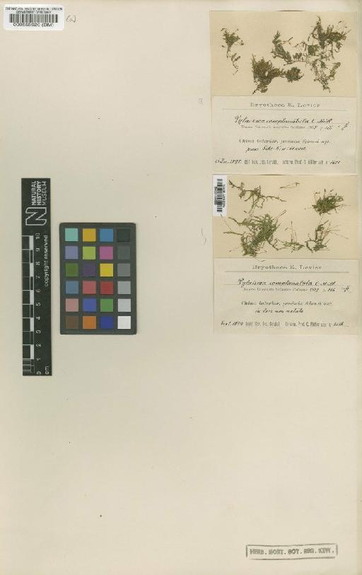 Entodon complanatulus (Müll.Hal.) M.Fleisch. - BM000555920_a