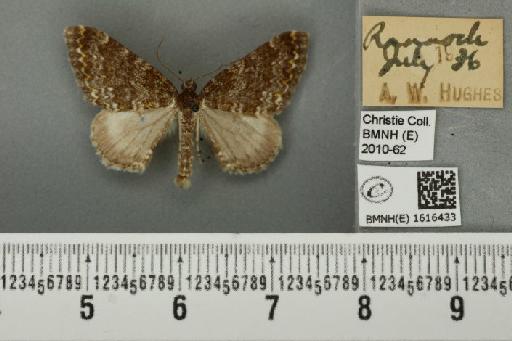 Entephria flavicinctata ruficinctata (Guenée, 1858) - BMNHE_1616433_318883
