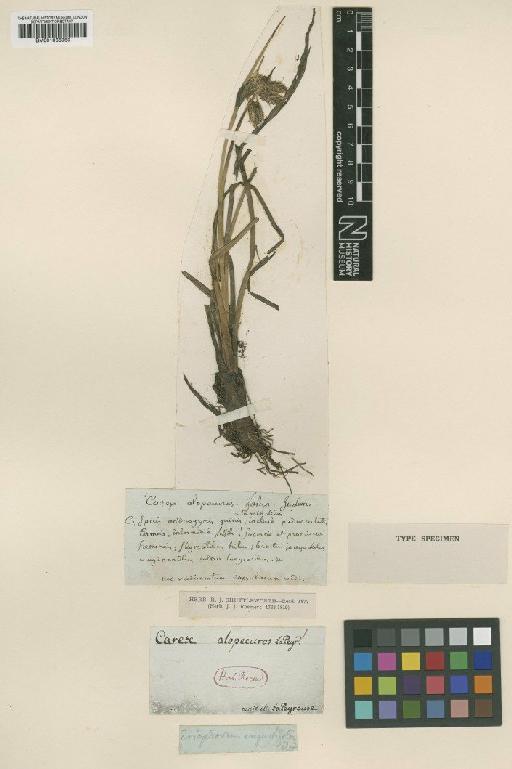 Eriophorum angustifolium Honck. - BM001066963