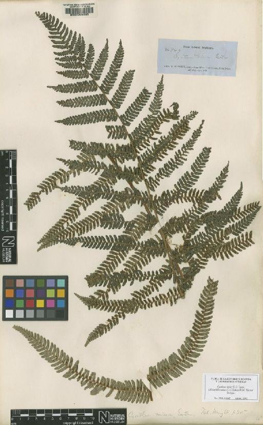 Cyathea minor D.C.Eaton - BM000634556