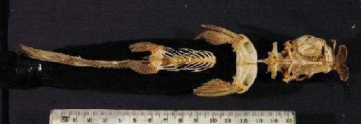 Euchilichthys royauxi Boulenger, 1902 - 1901.12.26.47; Euchilichthys royauxi; ventral view; ACSI Project image