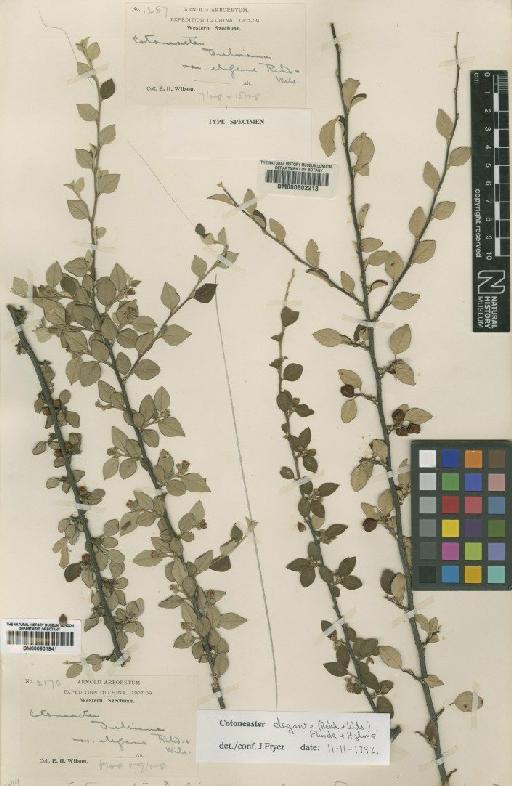 Cotoneaster elegans (Rehder & E.H.Wilson) Flinck & B.Hylmo - BM000901941