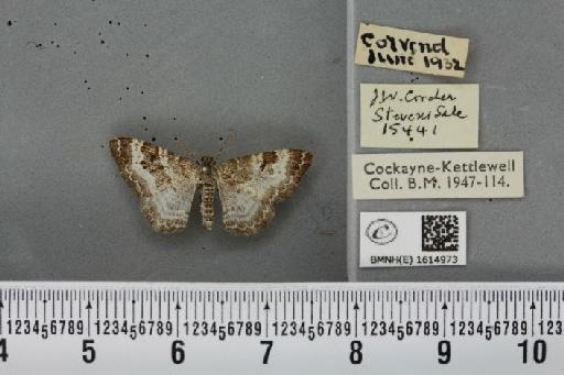 Epirrhoe alternata alternata (Müller, 1764) - BMNHE_1614973_315879