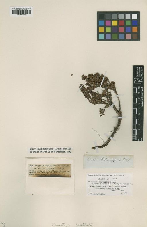 Pernettya prostrata var. purpurea (D.Don ex G.Don) Sleumer - BM000993640