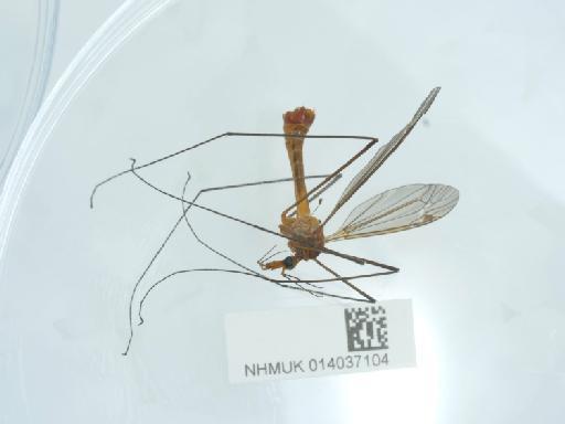 Tipula (Lunatipula) cava Riedel, 1913 - 014037104_1