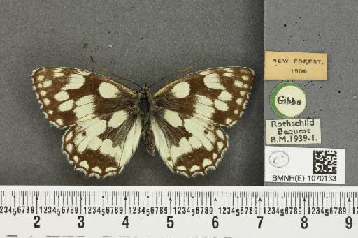 Melanargia galathea serena Verity, 1913 - BMNHE_1070133_36112