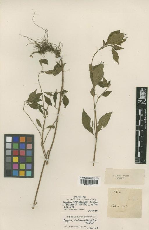 Cuphea calaminthifolia Schltdl. - BM000797644