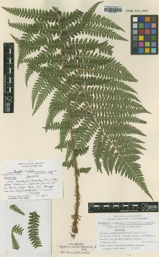 Dryopteris x initialis Fraser-Jenk. & Corley - BM001066064