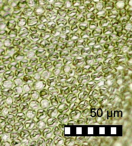 Calymperes motleyi Mitt. ex Dozy & Molk. - BM000555449-Calymperes_isleanum-chlorophyllose_lamina