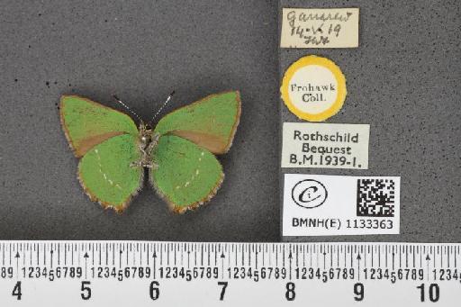 Callophrys rubi ab. bipunctata Tutt, 1907 - BMNHE_1133363_97414