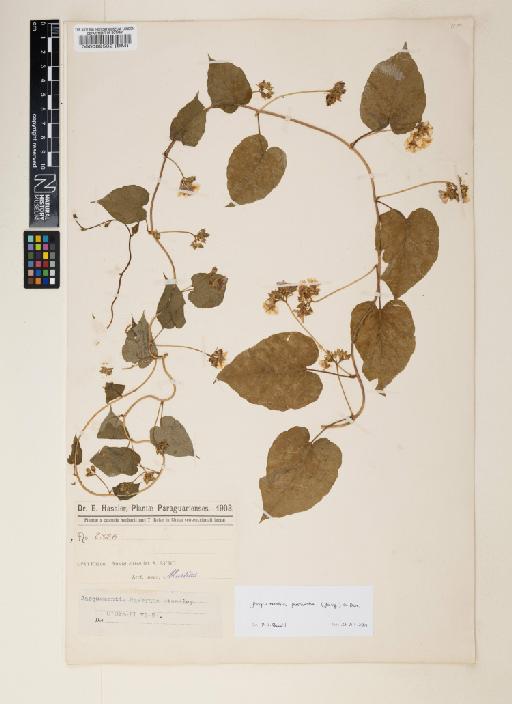 Jacquemontia pentantha (Jacq.) G.Don - 000089532