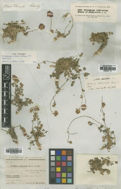 Trifolium radicosum Boiss. & Hohen. - BM000901122