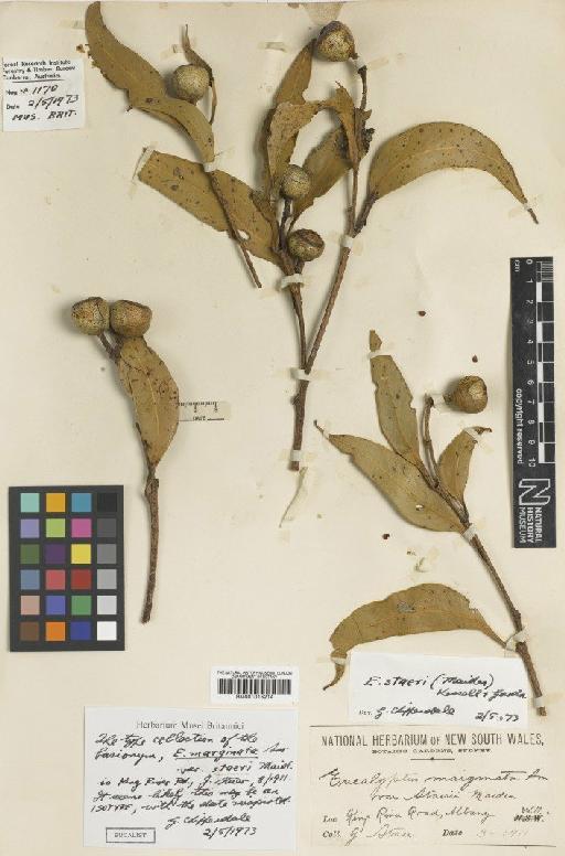 Eucalyptus staeri (Maiden) Maiden ex Kessell & C.A.Gardner - BM001015214