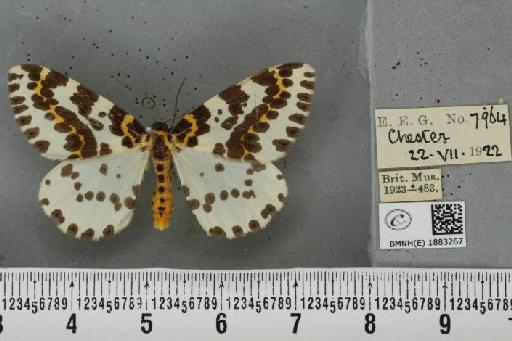 Abraxas grossulariata (Linnaeus, 1758) - BMNHE_1883267_439161