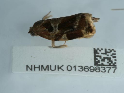 Archips xylosteana (Linnaeus, 1758) - 013698377_2