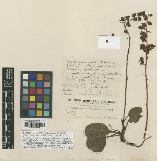 Pyrola forrestiana Andres - BM000996698