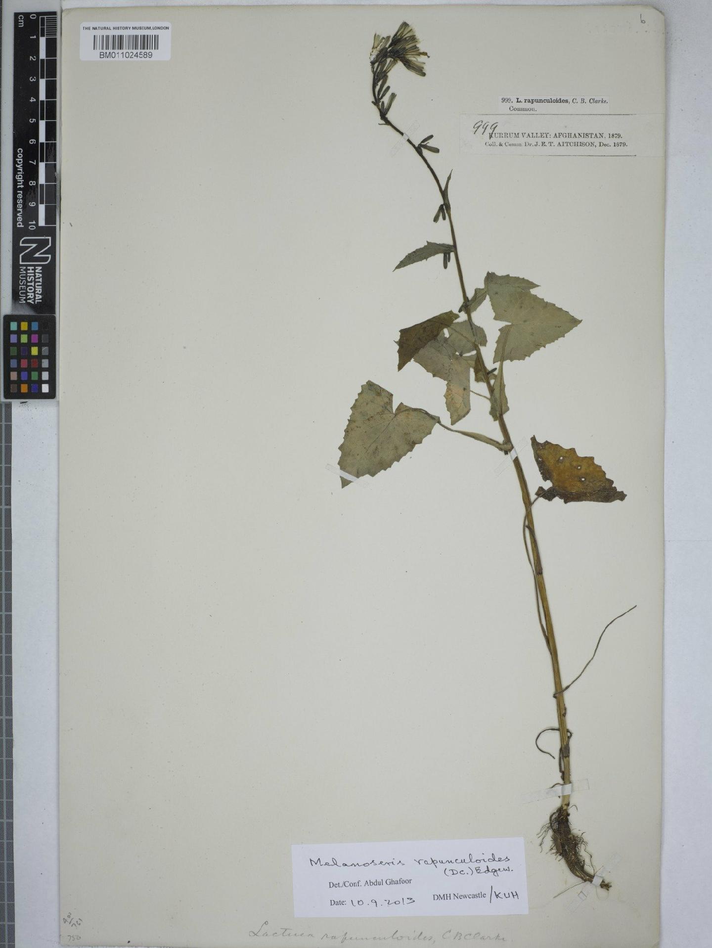 To NHMUK collection (Cicerbita rapunculoides (DC.) Beauverd; NHMUK:ecatalogue:9153296)