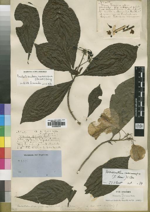 Petersianthus macrocarpus (P.Beauv.) Liben - BM000902348