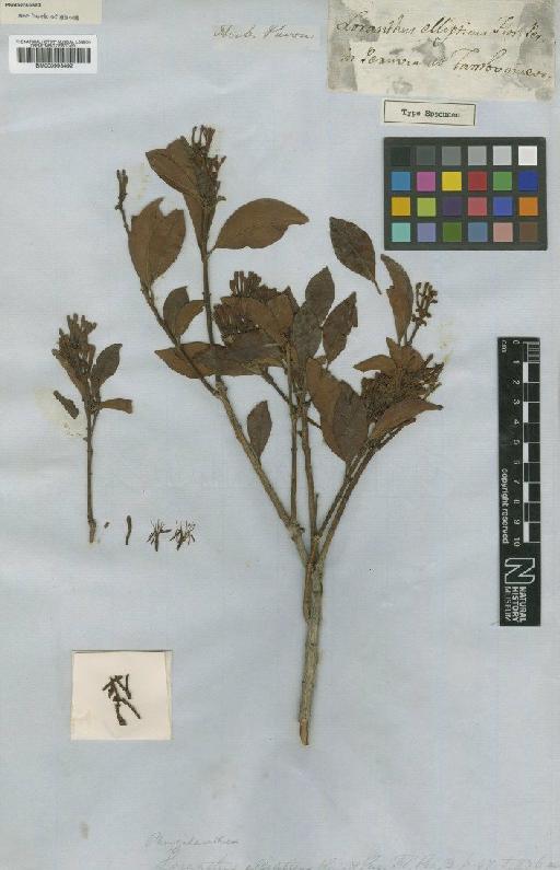 Gaiadendron punctatum (Ruiz & Pav.) G.Don - BM000993492
