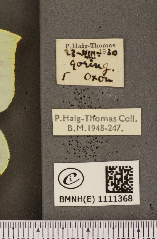 Gonepteryx rhamni rhamni Linnaeus, 1758 - BMNHE_1111368_label_64548