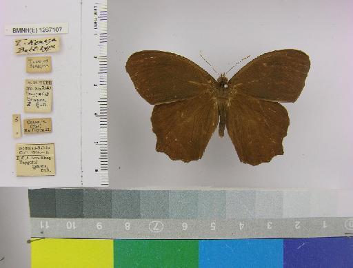 Pseudodebis keneza Butler, 1869 - BMNH(E)_ 1267107_Taygetomorpha_(Taygetis)_celia_keneza_Butler_T_male_ (1)