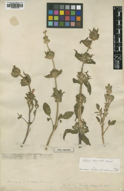 Salvia bracteata Banks & Sol. - BM000950398