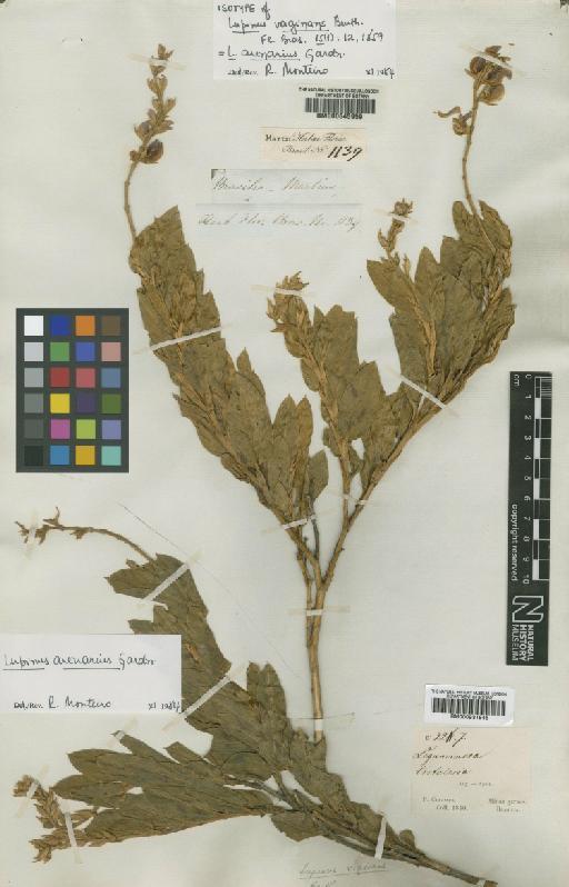 Lupinus arenarius Gardner - BM000645959