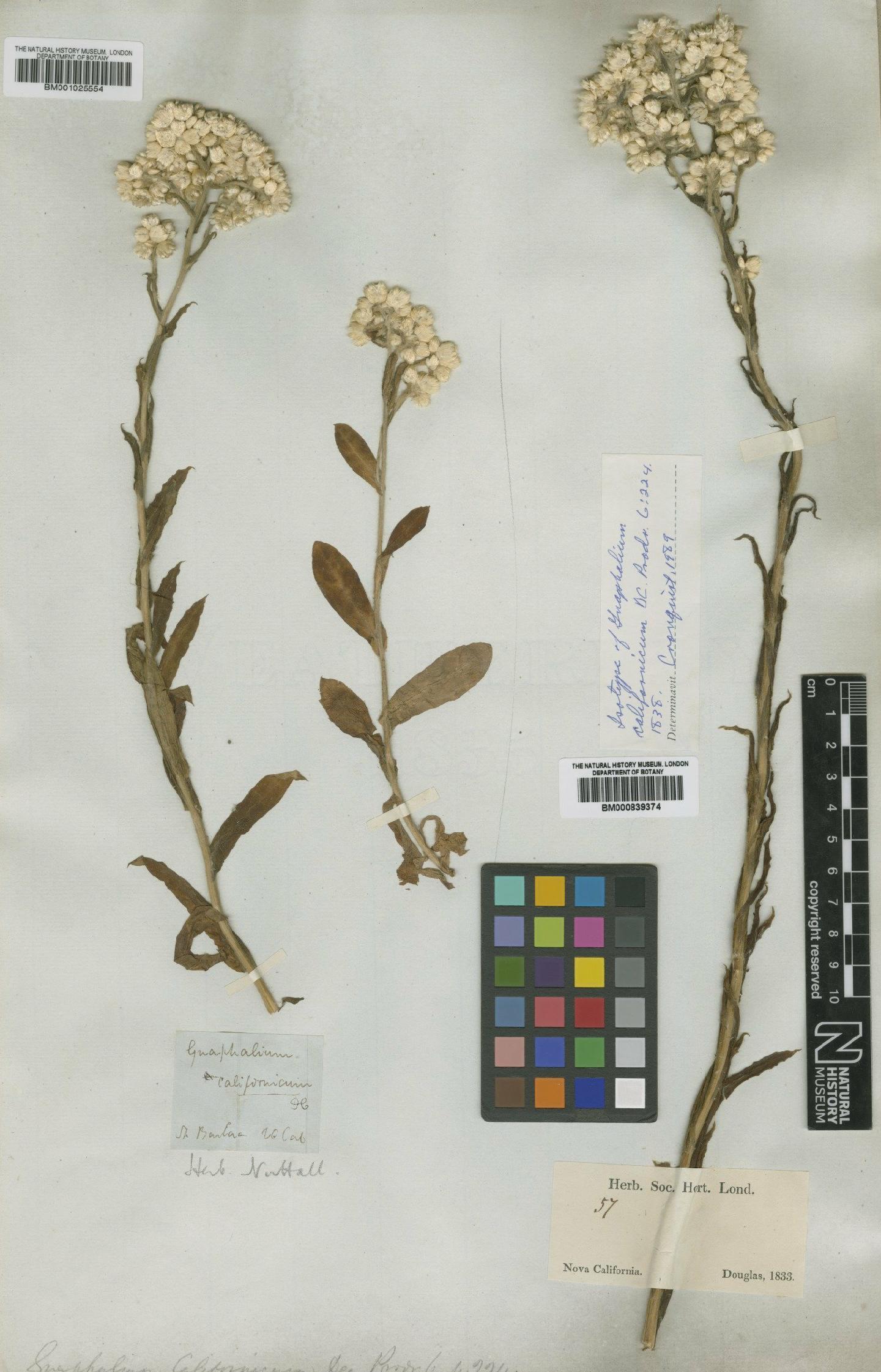To NHMUK collection (Gnaphalium californicum DC.; Isotype; NHMUK:ecatalogue:4993268)