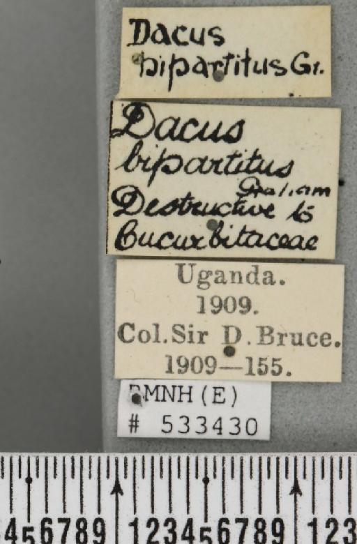 Dacus (Dacus) bivittatus (Bigot, 1858) - BMNHE_533430_label_37050