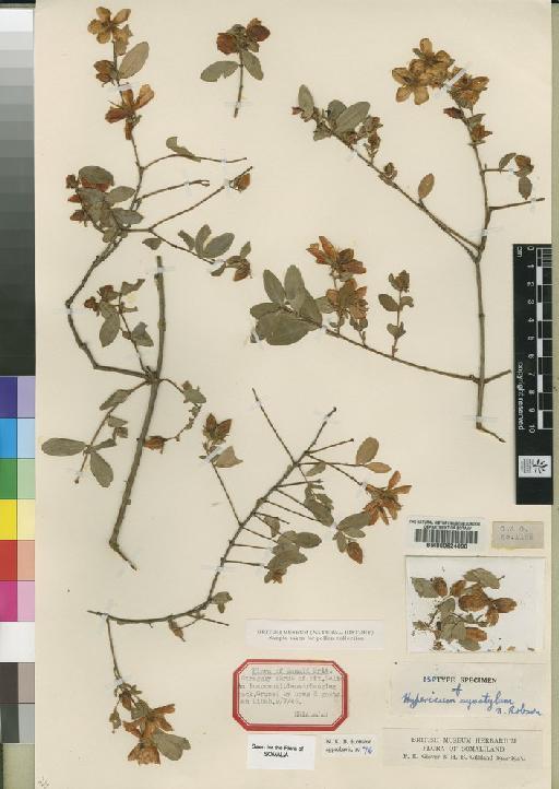 Hypericum synstylum N.Robson - BM000624090