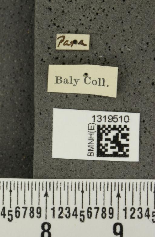 Epitrix apicicornis Baly, 1876 - BMNHE_1319510_label_25130