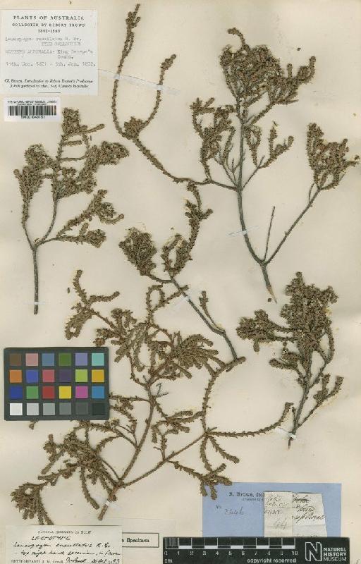Leucopogon cucullatus R.Br. - BM001040151