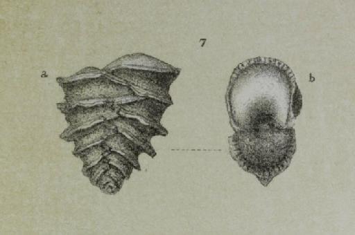 Textularia jugosa Brady, 1884 - ZF2454_42_7_Sagrinella_jugosa.jpg