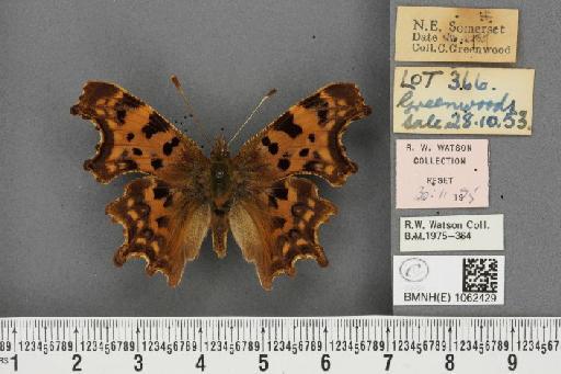 Polygonia c-album ab. obscura Closs, 1916 - BMNHE_1062429_23249