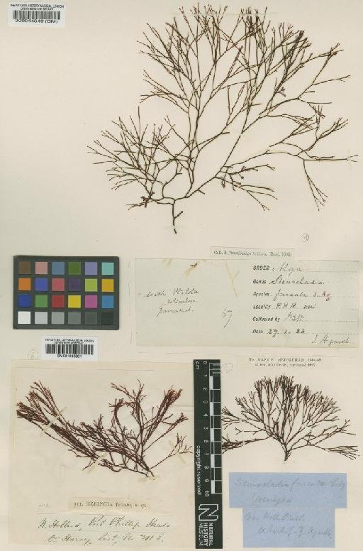 Stenocladia furcata (Harv.) J.Agardh - BM001043801