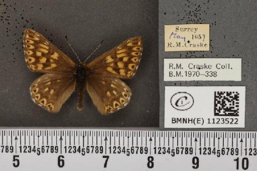 Hamearis lucina (Linnaeus, 1758) - BMNHE_1123522_78410