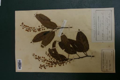Prunus lusitanica L. - IMGP7061