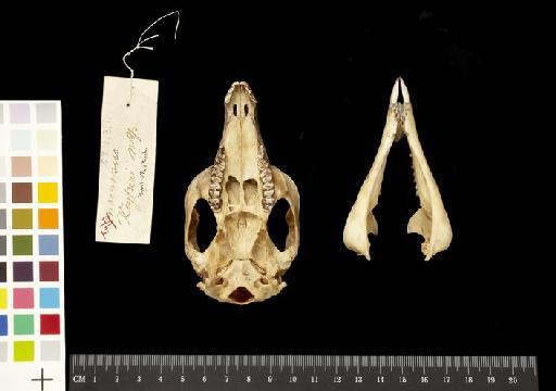 Macropus keysseri Forster and Rothschild,  1914. - 1928.10.23.1_Skull_Ventral