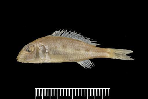 Pelmatochromis pleurospilus Boulenger, 1906 - P.pleurospilus SYNTYPEe