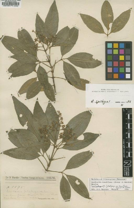 Esenbeckia febrifuga var. densiflora Chodat & Hassl. - BM000089173