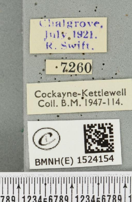 Malacosoma neustria ab. confluens de Selys, 1857 - BMNHE_1524154_label_190492