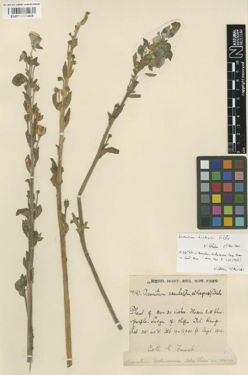 Aconitum duclouxii H.Lév. - BM013399495
