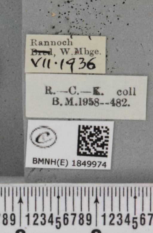 Macaria brunneata ab. fusca Lempke, 1952 - BMNHE_1849974_label_423419