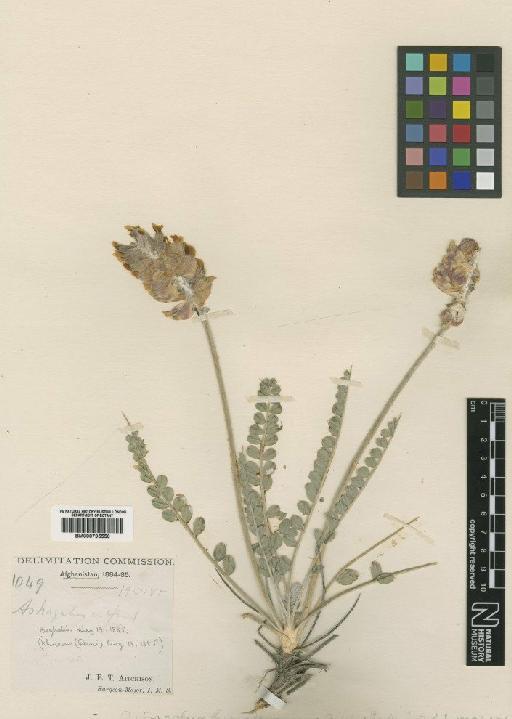 Astragalus lumsdenianus Aitch. & Baker - BM000795556