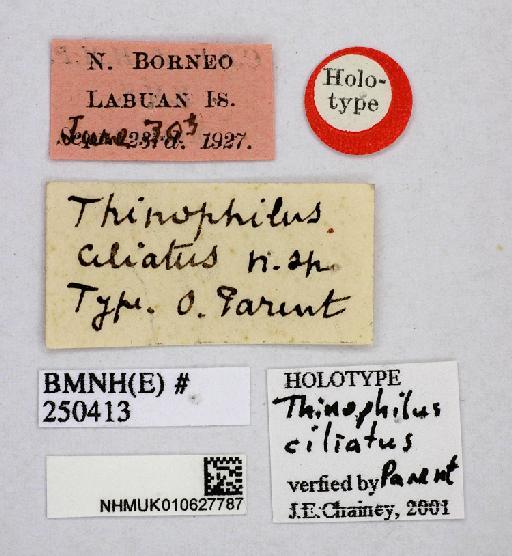 Thinophilus ciliatus Parent, 1935 - Thinophilus_ciliatus-010627787-labels
