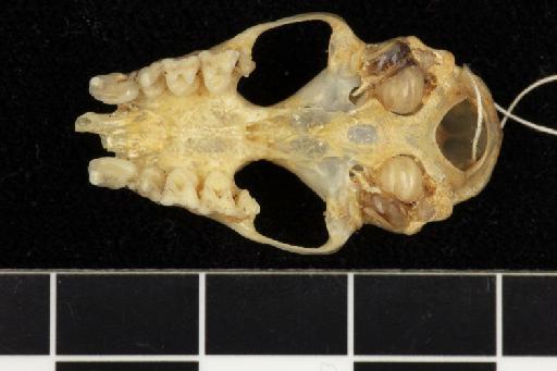 Hipposideros schistaceus Andersen, 1918 - 1913_4_10_3-Hipposideros_schistaceus-Type-Skull-occlusal