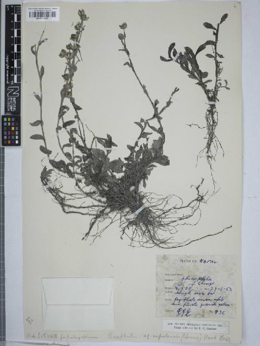 Anaphalis nepalensis (Spreng.) -Mazz - 001116058