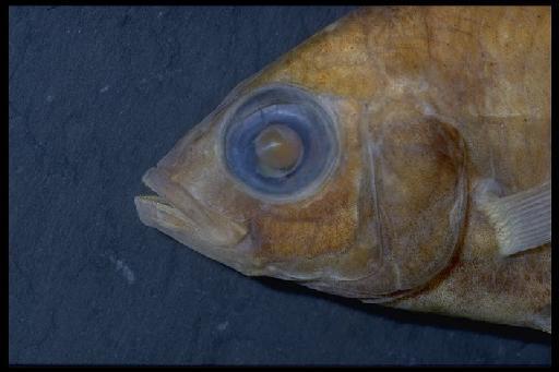 Haplochromis macropsoides Greenwood, 1973 - Haplochromis macropsoides; 1972.6.2.718