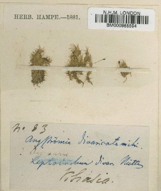 Dicranella divaricata (Mitt.) A.Jaeger - BM000965594